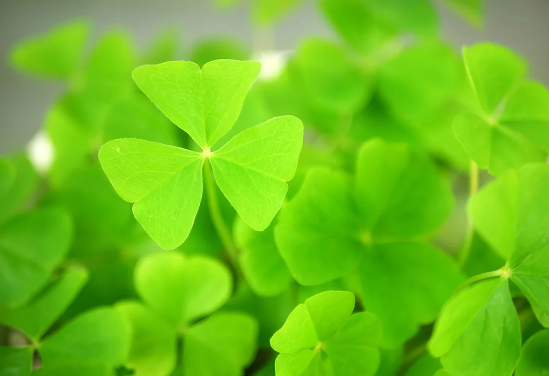 St. Patrick's Day shamrocks